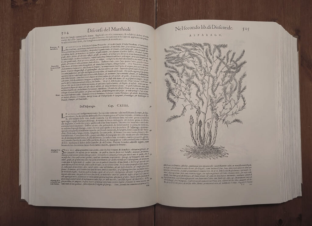 Descrizione dei benefici dell'asparago in un libro di botanica